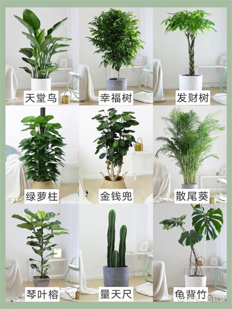 家里植物|室内适合养的18种植物：耐阴、美观是基础，净化空气是加分项